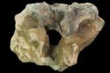 Triceratops Occipital Bone (base of skull) - Montana #100406-1